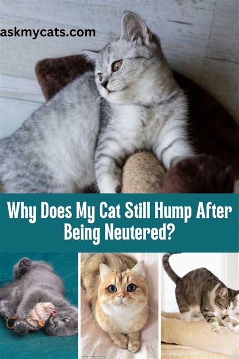 neutered male cat mounting reasons and solutions