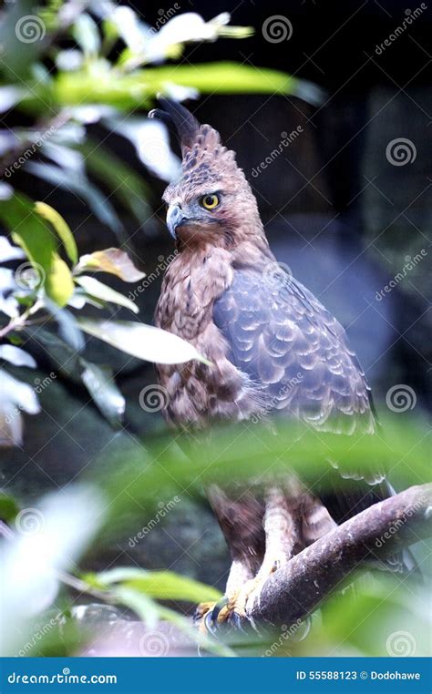 The Javan Hawk Eagle Stock Image Image Of Closeup Bird 55588123