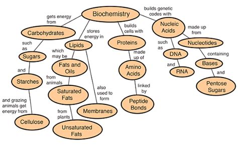 Biochemistry Definition Scope Importance And Branches