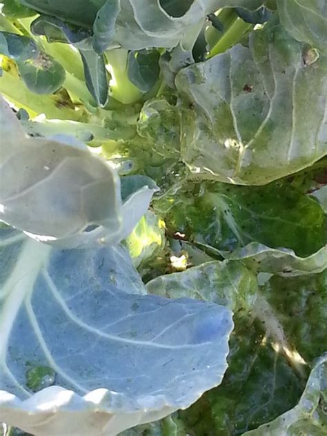 Aphids On Brussel Sprouts