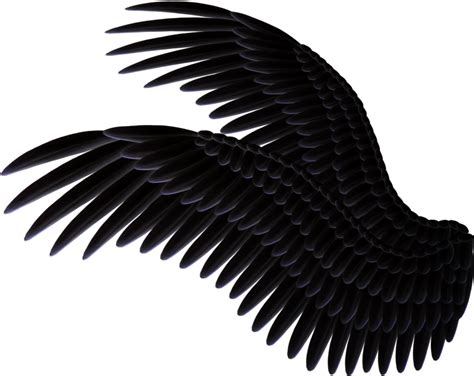 Free Bird Wing Png Download Free Bird Wing Png Png Images Free