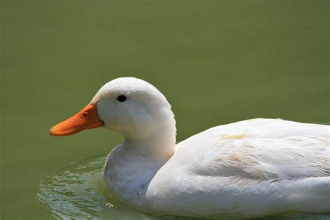 White Duck Free Stock Photo Public Domain Pictures