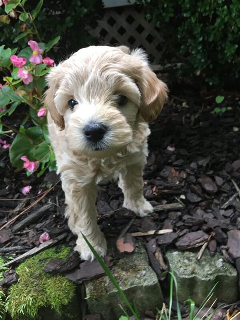 Winnie Litter 2020 Growing Puppies Schnoodles