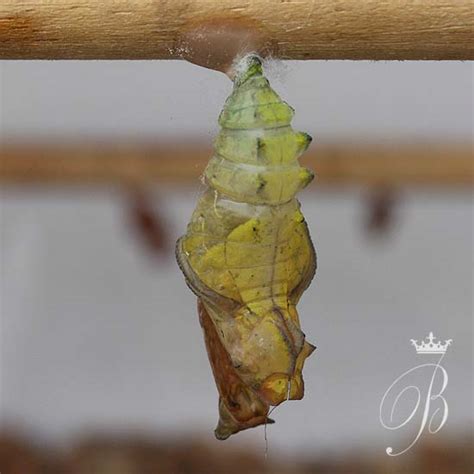 Photography By Bblackwell Chrysalis Butterfly House Blenheim Palace