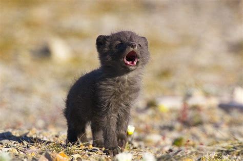 Wolf Pup Cute Animals Know Your Meme