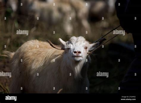 Kathmandu Nepal 19th Oct 2023 A Goat Is Pictured At A Market During