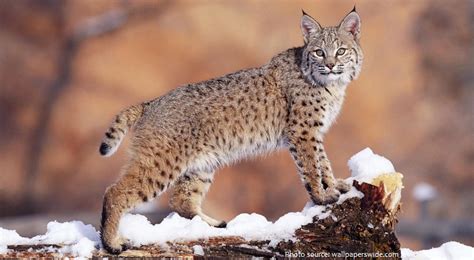 Interesting Facts About Bobcats Just Fun Facts