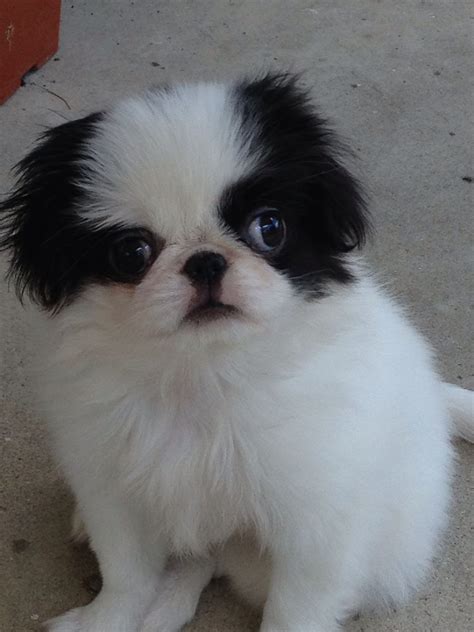 Our Japanese Chin Japanese Chin Puppies Japanese Chin Cute Little