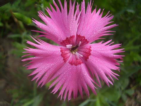 Dianthus Plumarius - group 'Ipswich Pink' | Another early ...