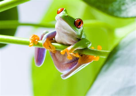 761690 Frogs Green Rare Gallery Hd Wallpapers