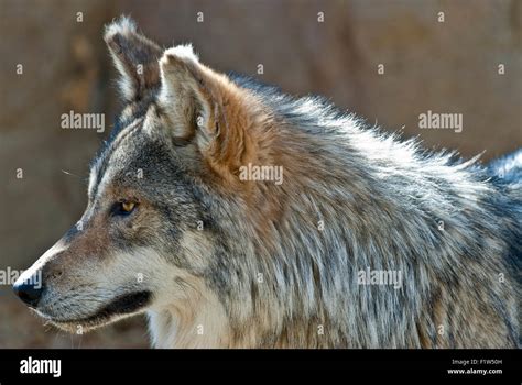 Captive Mexican Wolf Canis Lupus Baileyi Stock Photo Alamy