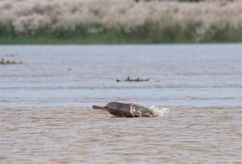 ganga river dolphin in india faces extinction