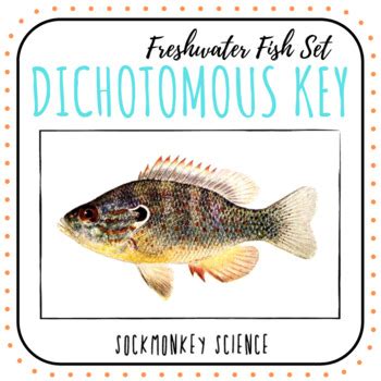 Start studying fish cheeks answers. Dichotomous Key Worksheets: Fish Identification and Key ...