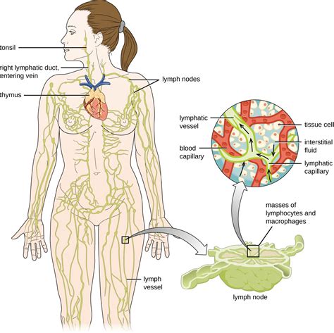 20 1 Anatomy Of The Circulatory And Lymphatic Systems Allied Health Microbiology