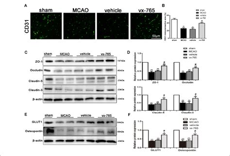 Expression Of Tight Junction TJ Proteins After Caspase 1 Inhibition