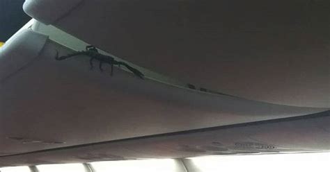 See It Huge Scorpion Crawls Out Of Planes Overhead Bin