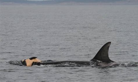 There Are Only 75 Southern Resident Killer Whales Left This Calf Was