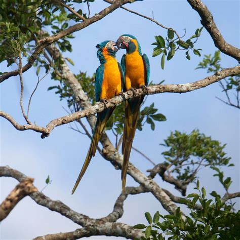 Blue Throated Macaw Lodge Ruta Verde Tours