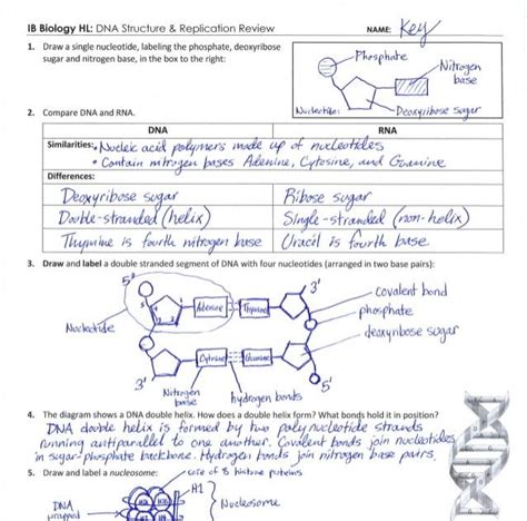 Dna analysis is, after immunofluorescence, the second most important application of flow the key elements in obtaining a histogram of high quality are sample preparation, instrument alignment and instrumental variability. Dna Base Pairing Worksheet Answer Key Pdf - worksheet