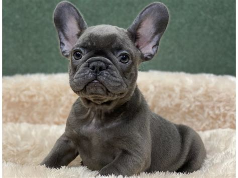 French bulldogs end up in rescue centers for all kinds of reasons. French Bulldog-DOG-Female-Blue-2751301-Petland San Antonio