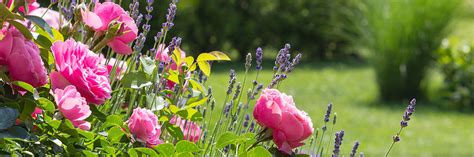 Rosenpflege Im Sommer Garten Diybookch