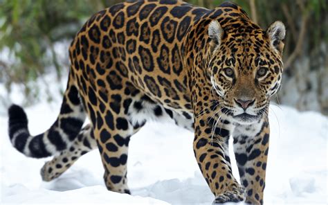 A Large Leopard Walking Through The Snow