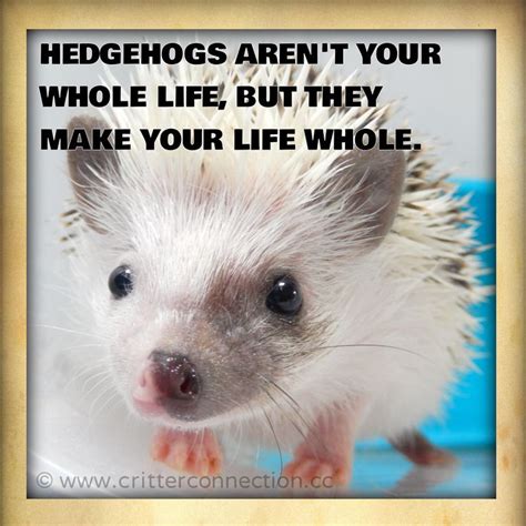 Sonic the hedgehog is the titular main protagonist of the sega franchise that has the same name. 1000+ images about Hedgehog Memes, Funnies, Quotes and Misc... @ Millermeade Farm's Critter ...
