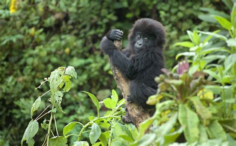 What To Expect On Safari In Rwanda Africa Geographic