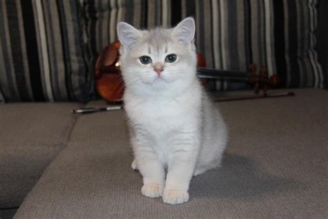 British Shorthair White Female British Short Hair Kitten Cats For