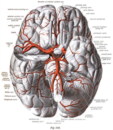 The heart, blood, and blood vessels are the major components of the cardiovascular system. Circle of Willis - Wikipedia