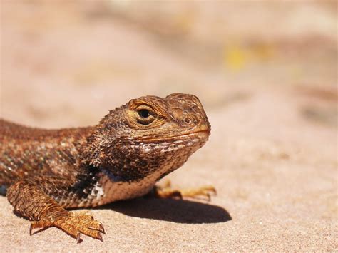 Eastern Fence Lizard Eastern Fence Lizard On The Timber Cr Flickr