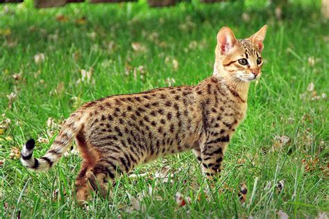 Savannah Cat Breed Information And Characteristics Daily Paws