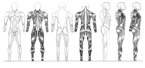 Muscular Male Anatomy Sketch
