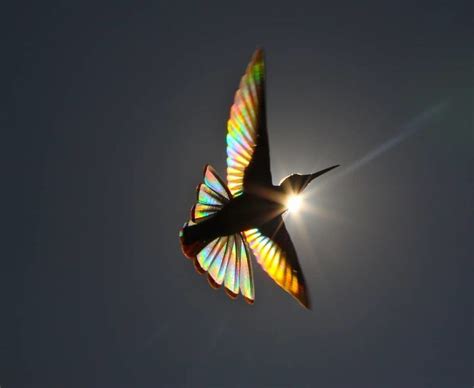 Hummingbirds Shinning The Rainbow Vuing Com