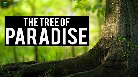 The Tree Of Paradise True Story Youtube