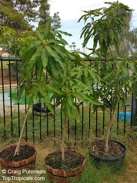 Varieties of apple trees that grow well in arizona: How to container grow Mango trees in Arizona