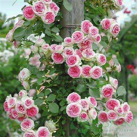 Роза плетистая Эден Роуз купить в Украине