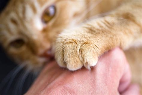 Cat Scratch Fever Causes Symptoms And Treatment Prevention For Your