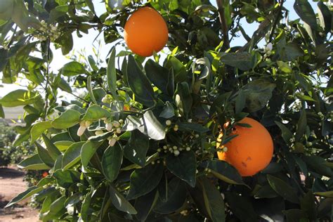 Psyllid Found In Commercial Citrus Crop In Slo County Western Growers