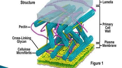 Cell Wall Plant Cell Wall Structure Ultrastructure Youtube