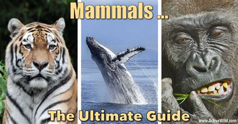 Mammals The Ultimate Guide Mammal Facts Information And Pictures