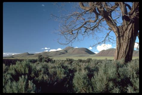 Public Domain Picture Scenic Shot Of An Old Cottonwood Tree In The