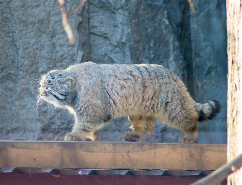 Домашний манул никогда не станет таким, как обычный кот. Manul. Azjatycki drapieżnik, który wygląda jak ...