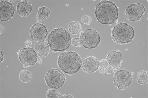 3d Cell Culture Promocell