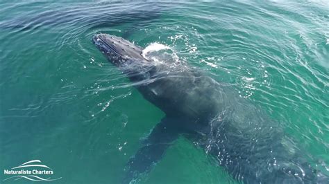 Whale Watching Tour With Naturaliste Charters Youtube
