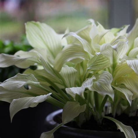 Hosta White Feather Undulata Hosta Part Shade Flowers White
