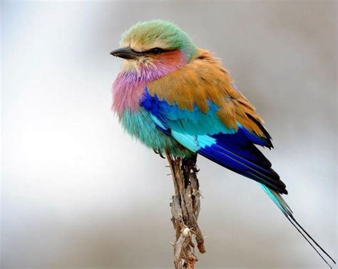 South African Colorful Bird Aves De Compañía Aves Raras Fotos De Aves