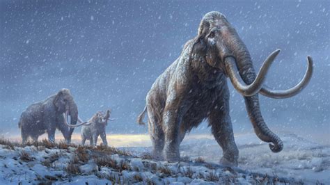 Woolly Mammoth Calf Discovered In Yukon Permafrost Scinews