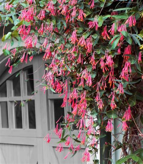 We did not find results for: 5 Fast-Climbing Vines for Your Garden | A well, Old fences ...