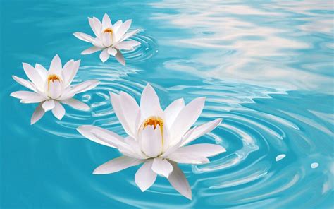 Water And Flowers Wallpapers Wallpaper Cave